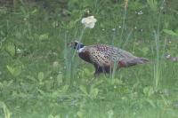 Phasianus colchicus