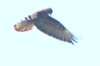 Pernis apivorus