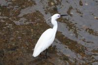 Egretta garzetta