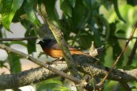Phoenicurus phoenicurus