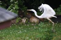 Ardea alba