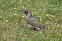 Picus viridis