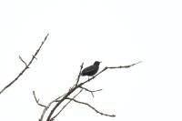 Turdus merula