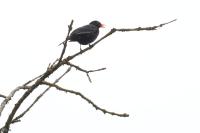 Turdus merula