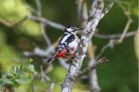 Dendrocopos major