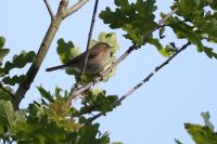Phylloscopus collybita