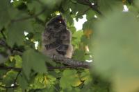 Asio otus