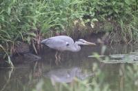 Ardea cinerea