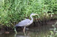 Ardea cinerea