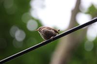 Troglodytes troglodytes