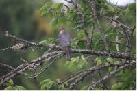 Accipiter nisus