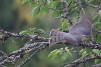 Accipiter nisus