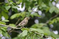 Fringilla coelebs