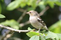 Fringilla coelebs