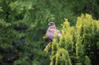 Buteo buteo