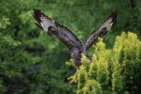 Buteo buteo