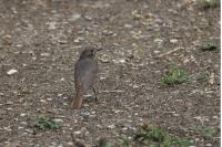 Phoenicurus ochruros