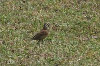 Emberiza cirlus