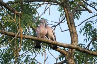 Columba palumbus