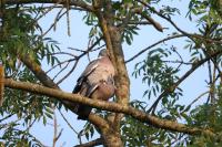 Columba palumbus
