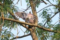 Columba palumbus