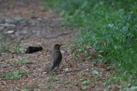 Turdus viscivorus