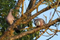 Columba palumbus