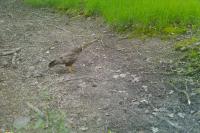 Buteo buteo
