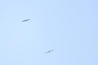 Pernis apivorus