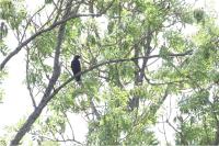 Corvus monedula
