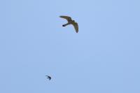 Falco tinnunculus
