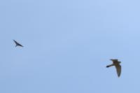 Falco tinnunculus