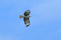 Buteo buteo