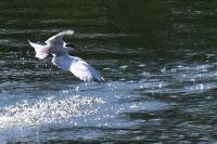 Sterna hirundo