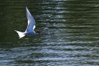 Sterna hirundo
