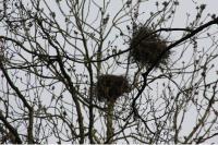 Corvus frugilegus