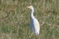 Bubulcus ibis