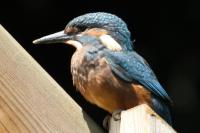 Alcedo atthis