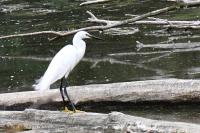 Egretta garzetta
