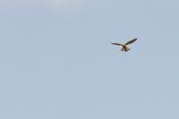 Falco tinnunculus