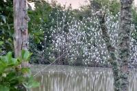 Bubulcus ibis