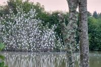 Bubulcus ibis