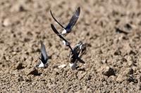 Hirundo rustica