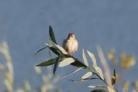 Cisticola juncidis