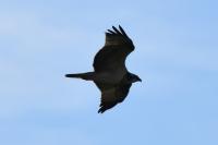 Pandion haliaetus