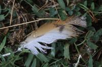 Tyto alba