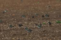 Vanellus vanellus