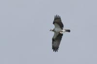 Pandion haliaetus