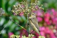 Phylloscopus collybita