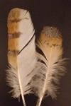 Tyto alba
